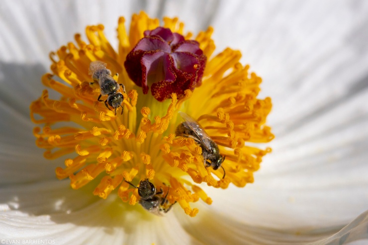 Halactid bees drink nectar from a Crested Prickly Poppy (Argemone polyanthemos) flower.